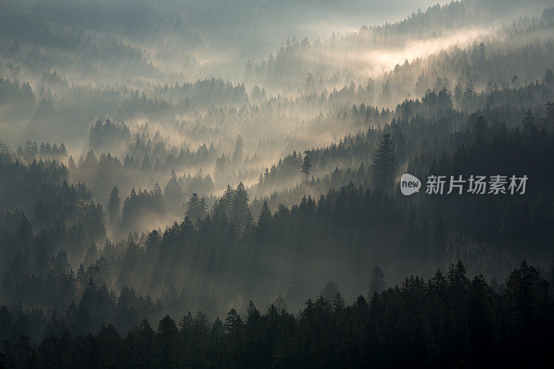 晨雾从剪影般的森林中升起