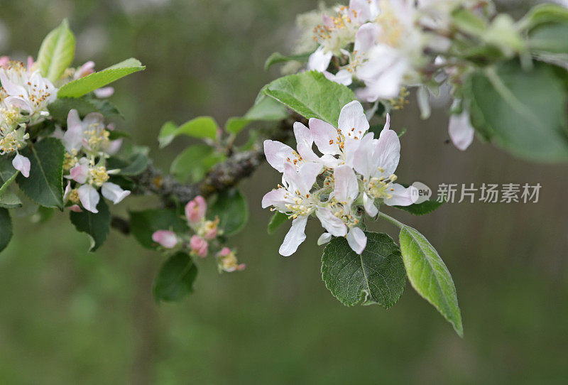 加拿大的春天苹果花盛开