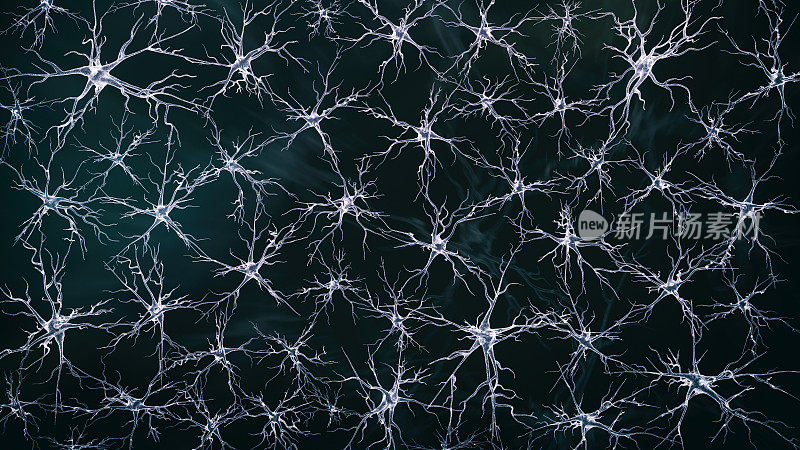 神经细胞网络的可视化
