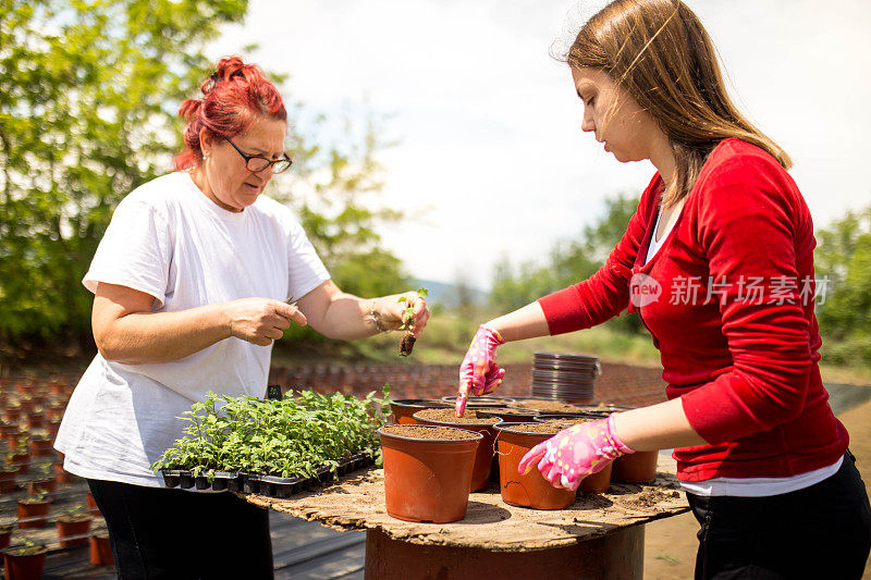 两名妇女在一个菊花种植园工作，种植正在进行中