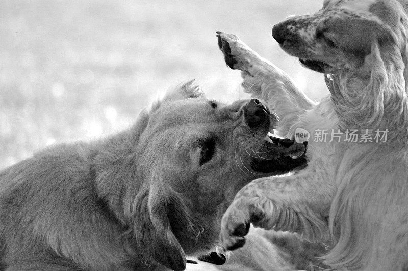 一只金毛猎犬和一只可卡犬打架