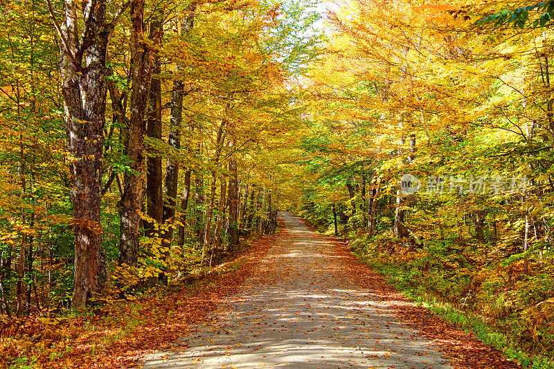 新罕布什尔州白山的秋天路