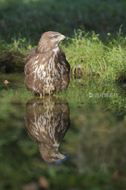 欧亚秃鹰镜(布特奥布特奥)