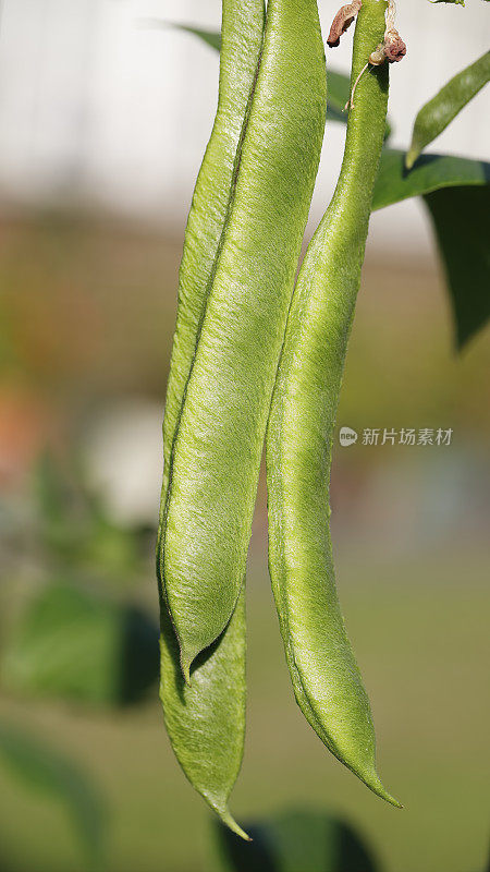 绿色长红花菜豆