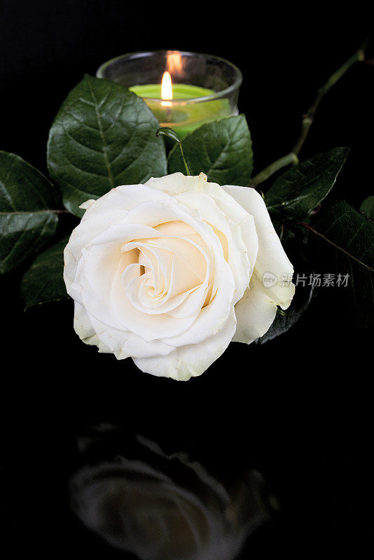 黑背景上的白玫瑰在镜面上反射出来。一支蜡烛在背景中燃烧着。垂直拍摄