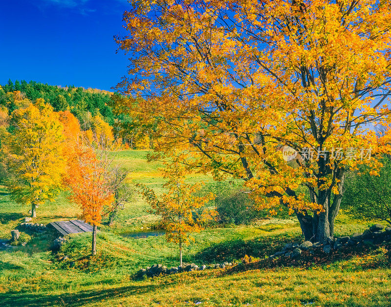 新英格兰的秋天乡村，佛蒙特州的格林山脉上有枫树