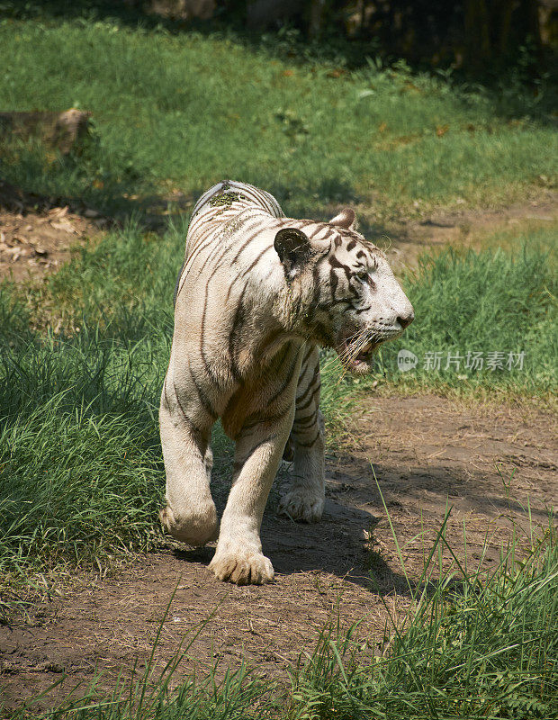 这是一只成年白虎的特写镜头，一种极度濒危的动物