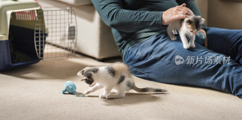 一个女人在家里和她新收养的小猫玩耍