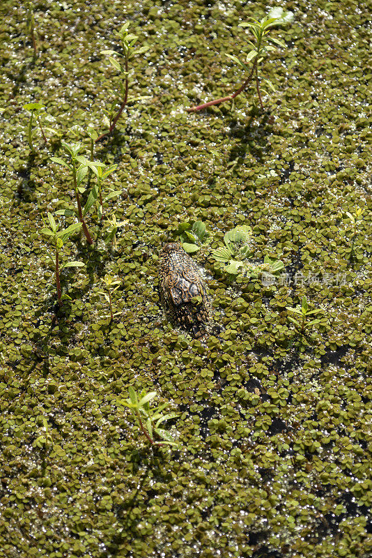 长满牙齿的浮萍覆盖在池塘表面，小鳄鱼的头隐藏起来，因为它背对着