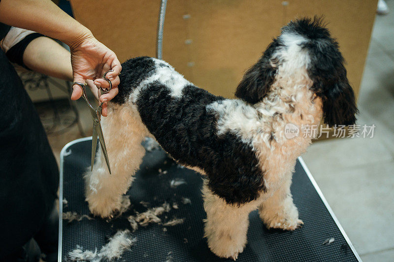 护理沙龙里的贵宾犬