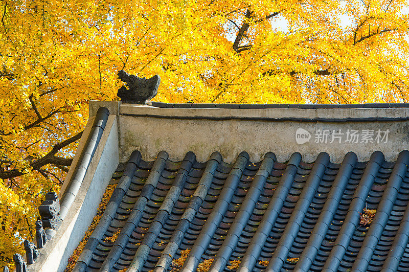 韩国首尔的秋天
