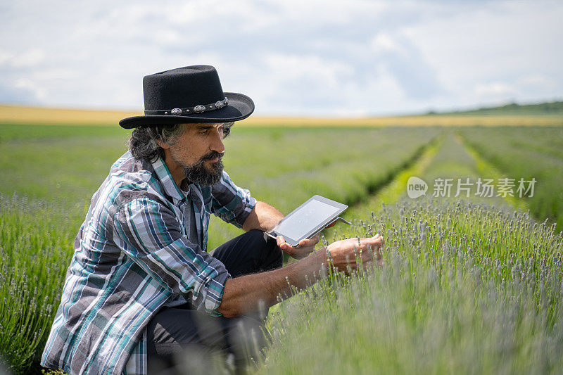 农夫在薰衣草种植园检查新收获的东西。农业职业。保加利亚的薰衣草花田。