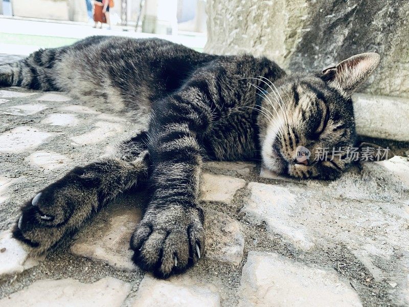 在外面地板上睡觉的虎斑猫