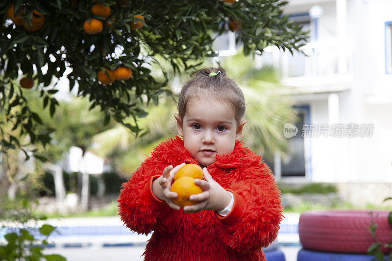 从树上摘橘子的小女孩正在送橘子