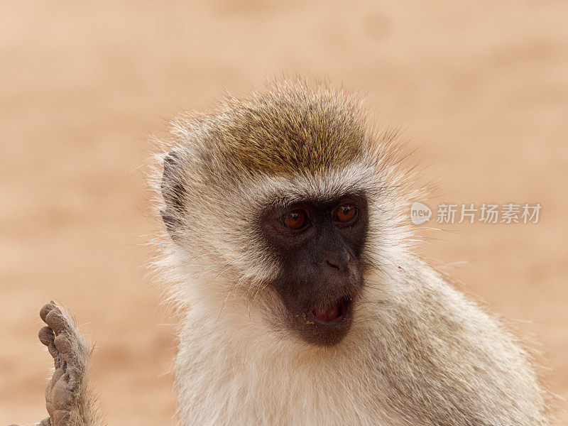 Vervet猴