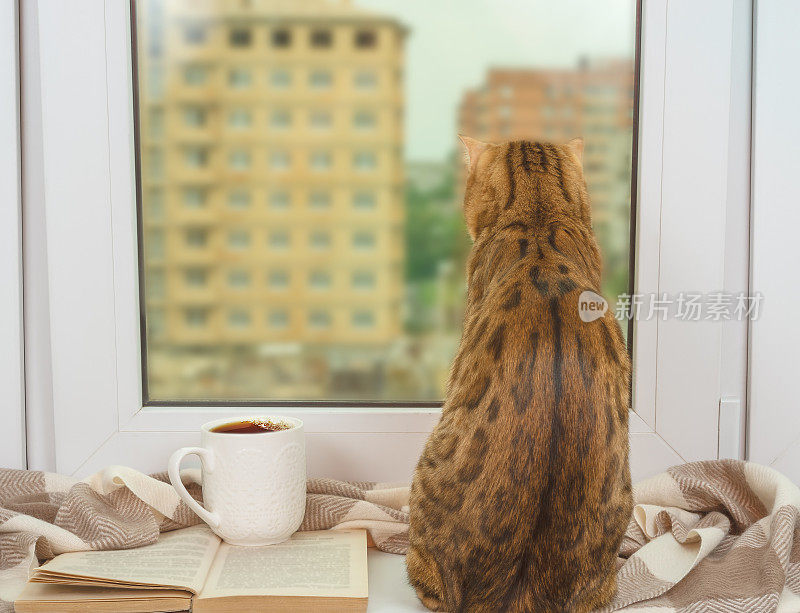 孟加拉猫坐在窗前，围着一条暖和的围巾，翻开一本书，喝着一杯茶