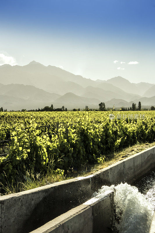 河道融水灌溉Tunuyán葡萄园，门多萨葡萄酒地区，阿根廷。