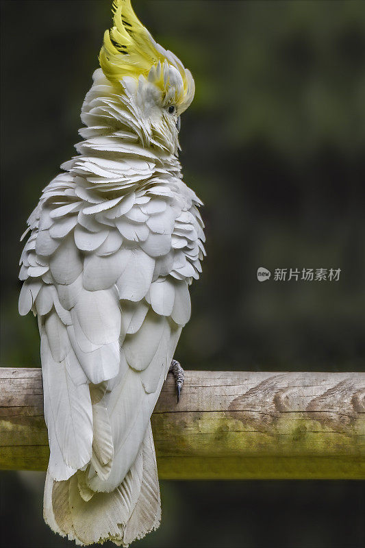 硫冠凤头鹦鹉