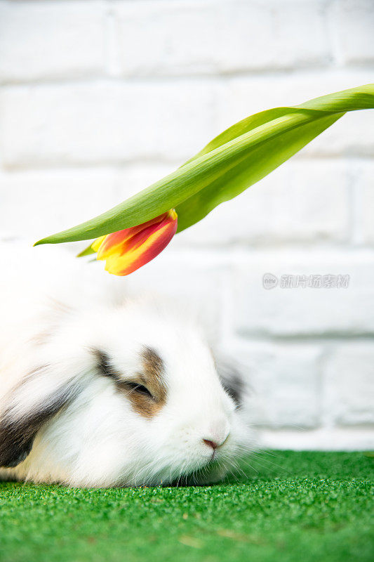 一个白色的兔子和一个黄红色的郁金香在他的头上的特写。
