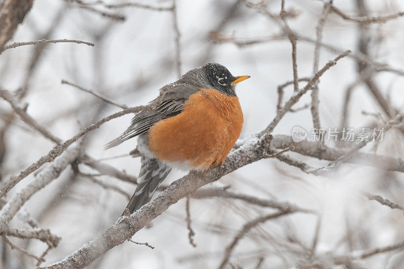 知更鸟栖息在树上以抵御寒冷的天气