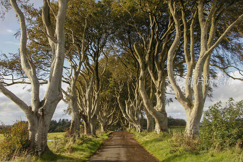 北爱尔兰安特里姆郡的黑树篱