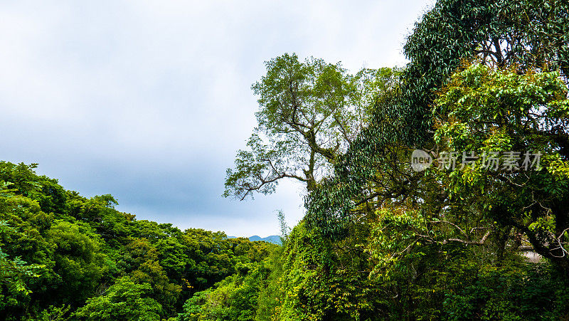 绿树森林