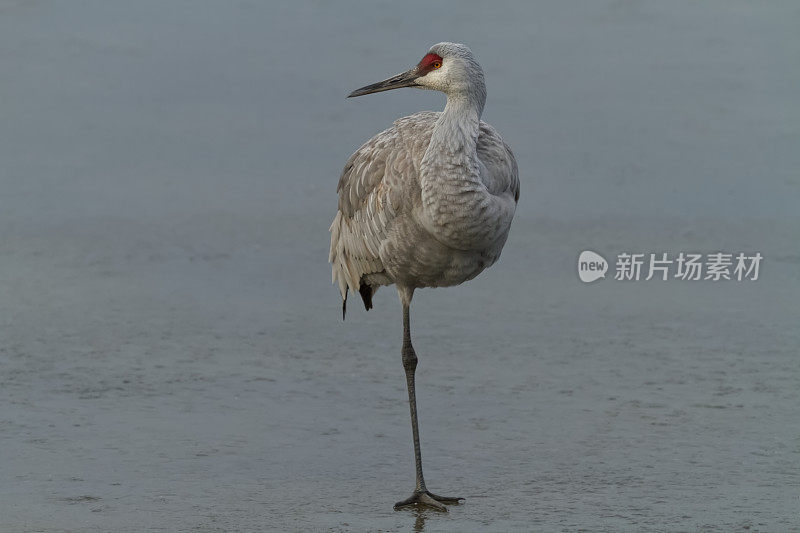 沙丘鹤