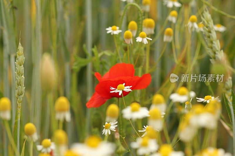 野花草地上盛开着罂粟花和雏菊花