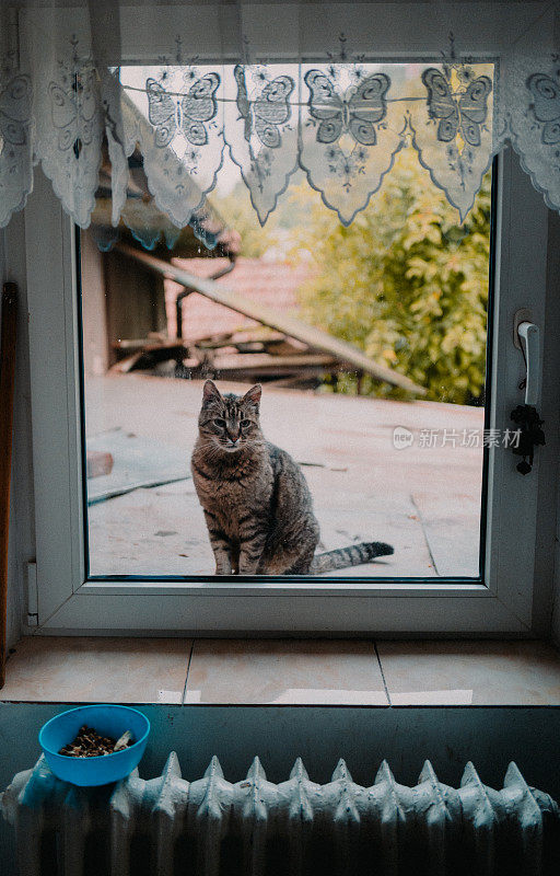 饥饿的猫等待喂食