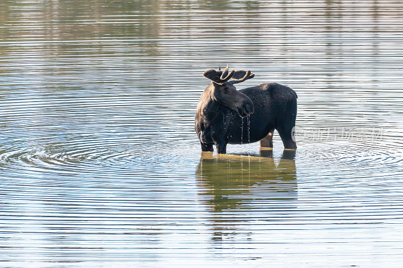 公驼鹿在湖里吃草、涉水