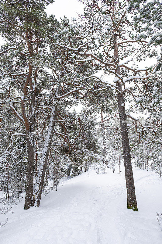 冬天的风景。白雪皑皑的森林，松树和厚厚的积雪，雪堆。