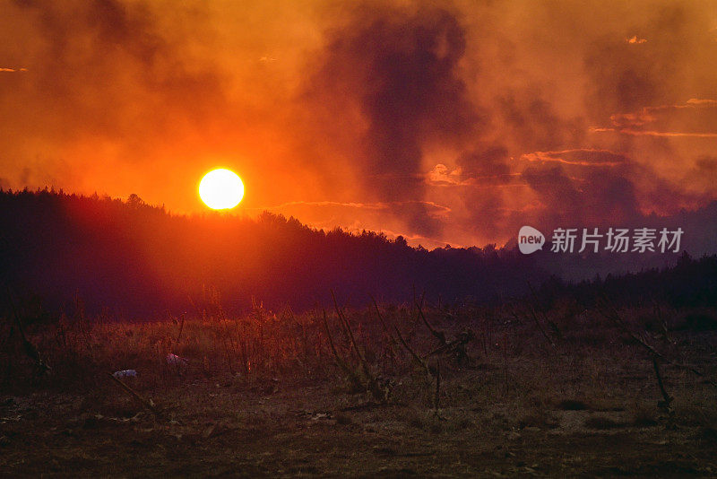 在森林大火中烧毁了森林