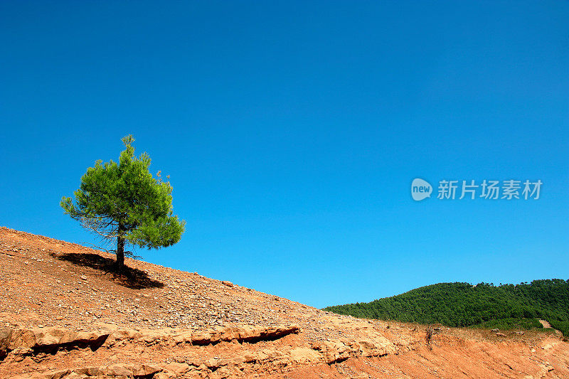 在贫瘠的土地上，一棵孤零零的树，天空湛蓝