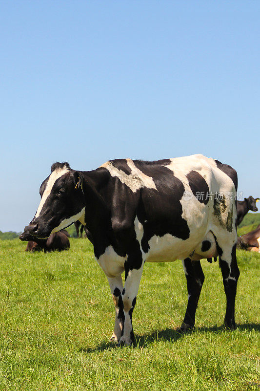 一只黑白相间的大母牛孤零零地站在草地上反刍，排放出甲烷气体，污染大气，造成污染