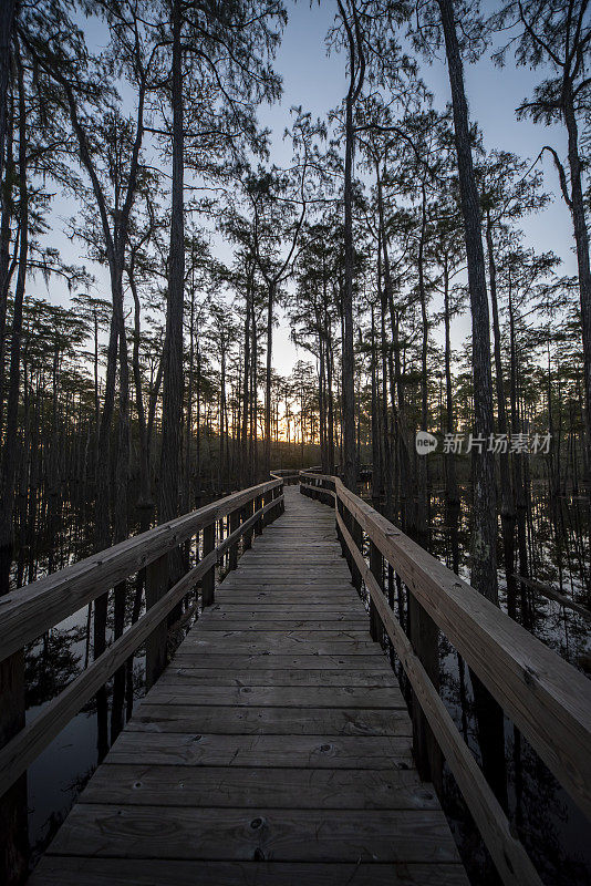 黎明时分，沿着中心木板路，穿过湿地中细长的柏树林