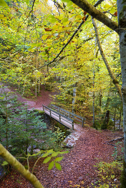 秋天的奥扎森林风景如画的桥在山谷的事实的休斯