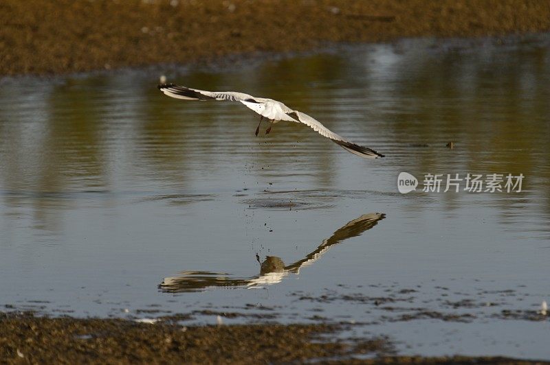 一群小鸟