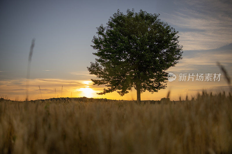 日落时，乡间田地里的一棵小麦树