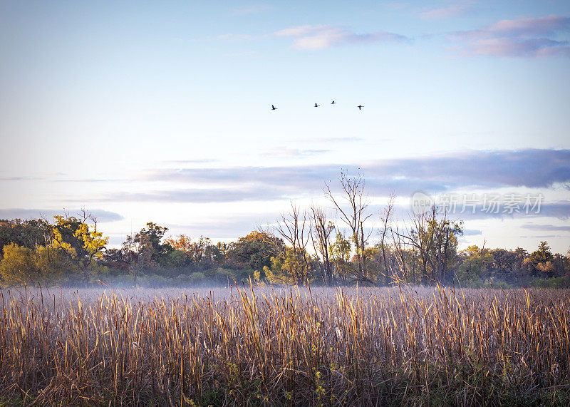 雁群在第一个晨光中飞行，因为雾在一个秋天的早晨漂流在河底香蒲。