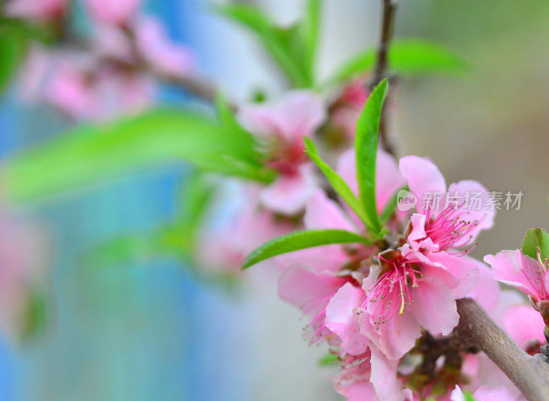 扁桃花