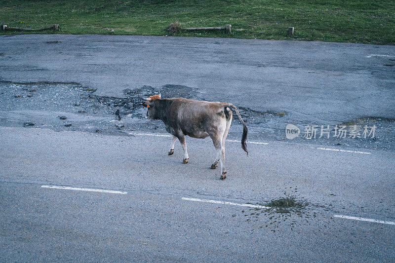 奶牛穿过乡村小路的景象