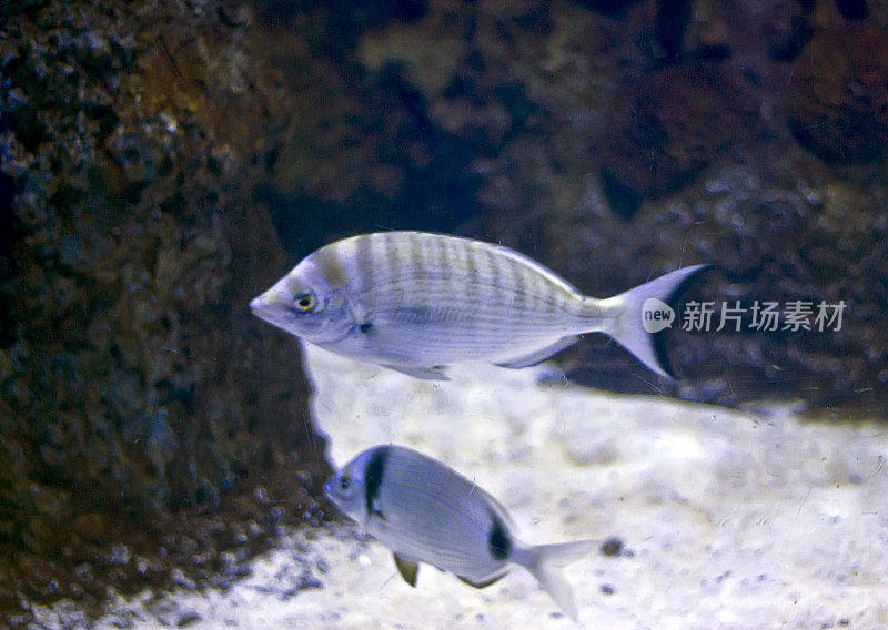 鱼在海里游泳的特写镜头