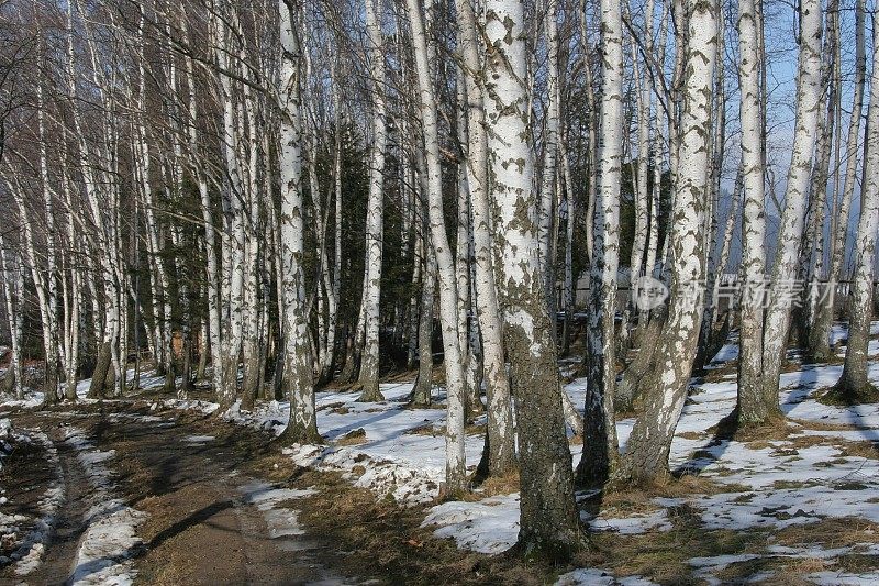 冬天在欧洲奥地利的桦树林中