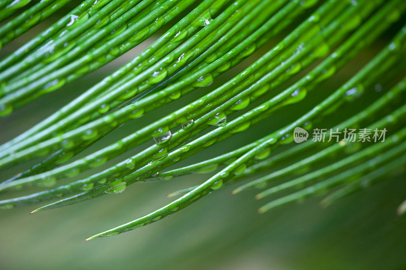 常绿的雨滴