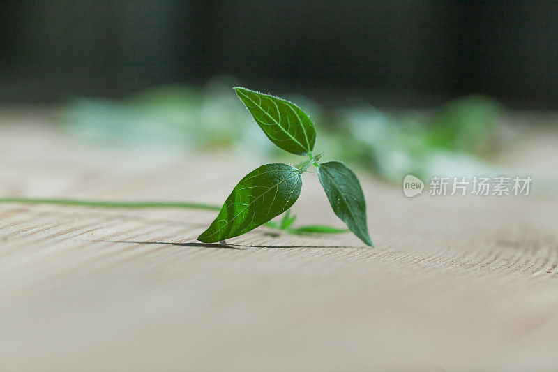 窗台上有绿色的观赏植物