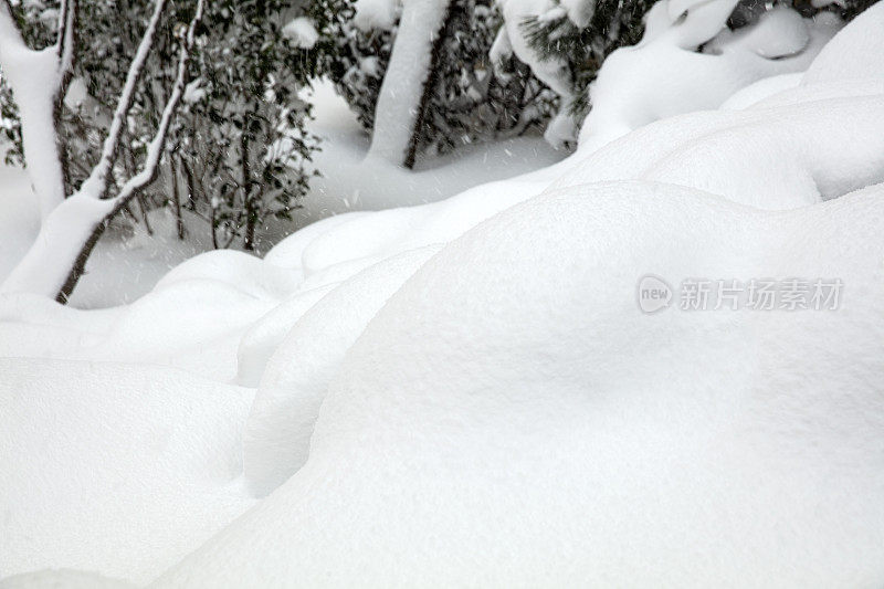 光滑的雪表面与小凸起的树