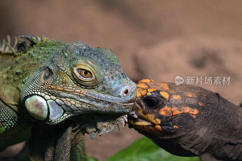 绿鬣蜥和红脚乌龟