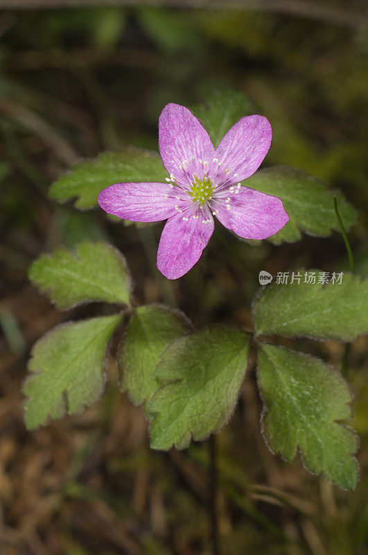 伍德银莲花，银莲花或银莲花，杰克逊州立森林，门多西诺县，加利福尼亚州;家庭毛茛科。