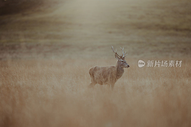 红鹿鹿