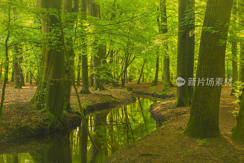 在一个初秋的早晨，明亮的绿色森林中的小溪